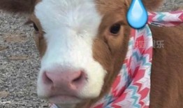 娱乐吃瓜酱贴纸,揭秘娱乐圈幕后故事